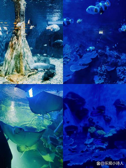 海洋生物连连看，探索奇妙的海洋世界