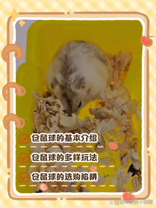 仓鼠球小游戏，欢乐与挑战并存的小游戏体验