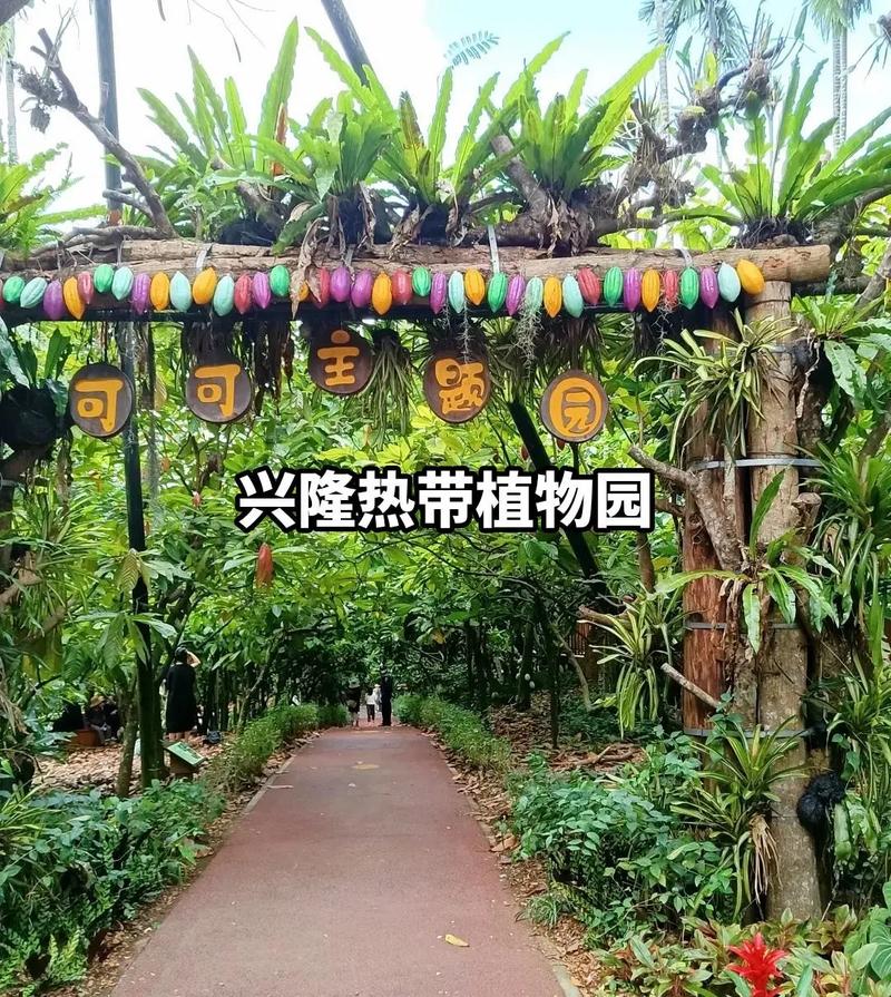 洛克王国中的可可果树在哪里？