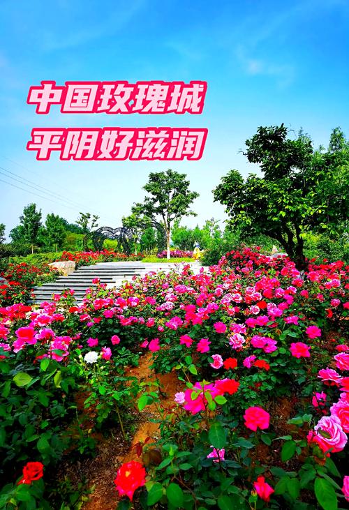 玫瑰小镇攻略，探索浪漫与自然的完美融合