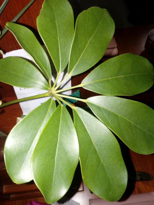 植物保卫战无限叶子，守护绿色家园的秘密武器
