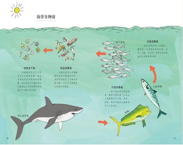 大鱼吃小鱼，生态系统中的食物链与生态平衡