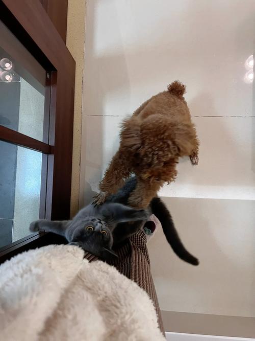 猫狗大战，一场虚拟与现实的较量