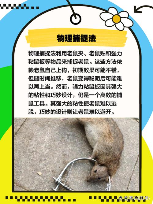 防止小老鼠骚扰，科学诱杀策略详解