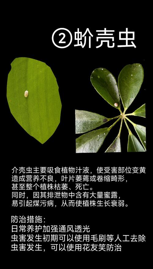 植物大战害虫，绿色生态防治害虫的新方法