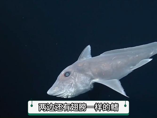 深海恶灵，神秘海洋中的幽灵生物