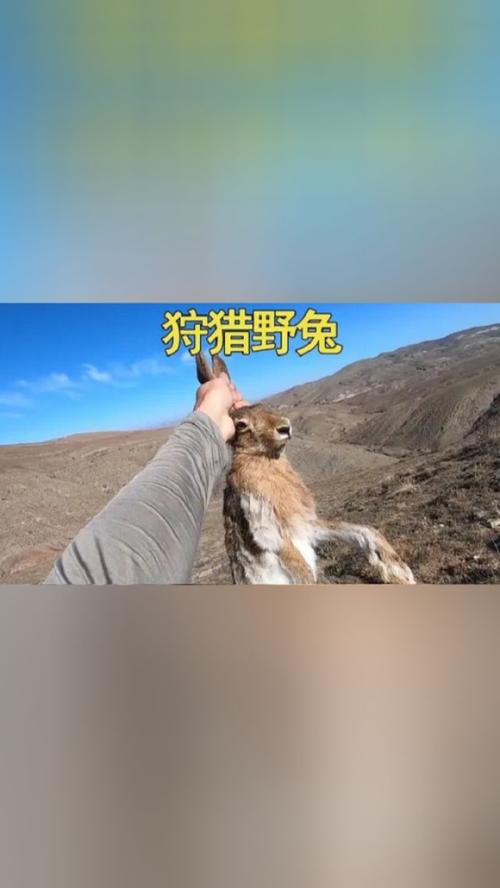 赏金猎兔，探索野外生存与智慧的极限挑战