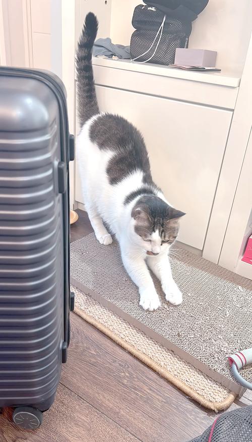 肥猫闯关，一场有趣的猫咪冒险之旅