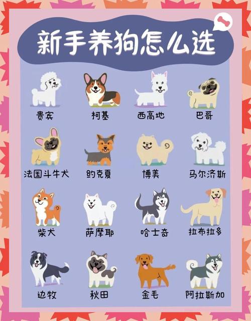 为你的宠物寻找合适的小伙伴，如何找到理想的小狗狗
