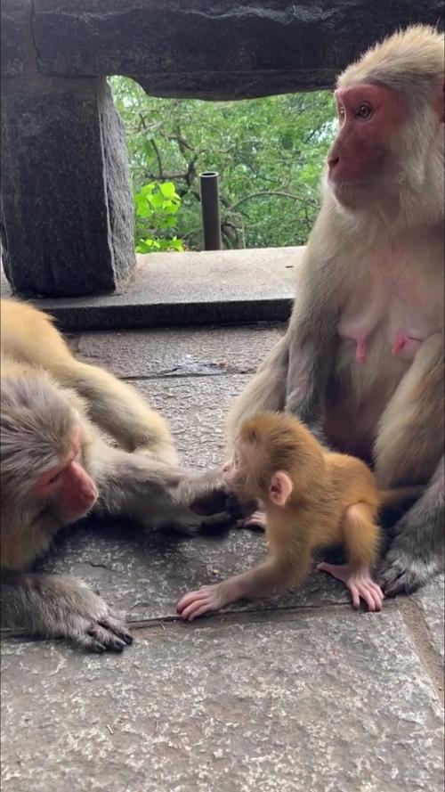 逗小猴开心5—让小猴子玩得更快乐的五种方法