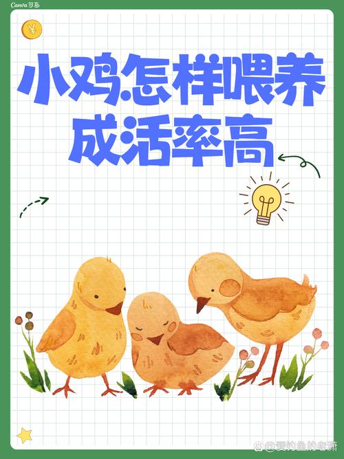 宠物小鸡养成指南，让您的家庭增添欢乐与活力